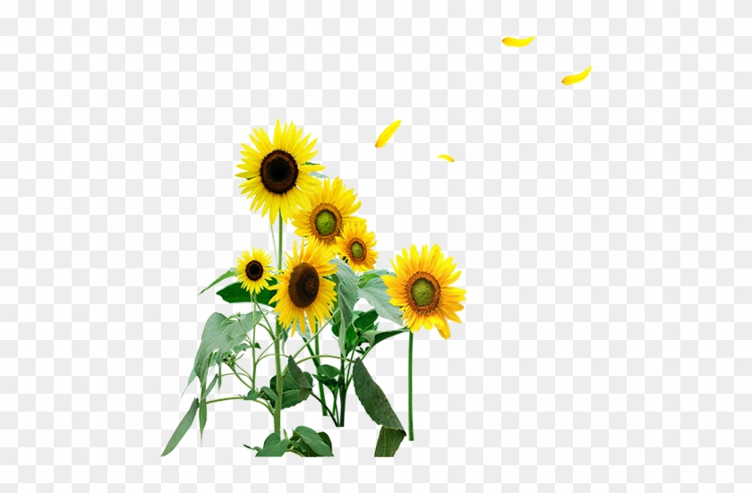 Sunflower 500*500 Transprent Png Free Download - Sunflower 500*500 Transprent Png Free Download #273647