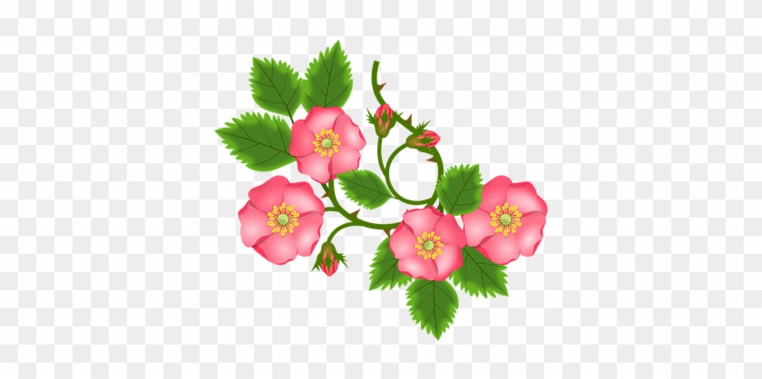 Rose Tendril, Bush Rose, Entwine, Branch - Rosenranke Clipart #273597