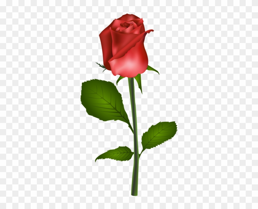 Red Rose Transparent Clip Art Image - Rose Clipart Free No Transparent #273603