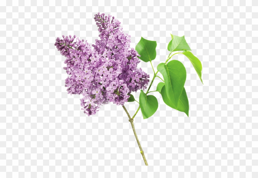 Fleurs Lilas - - Fleur Lilas Png #273656