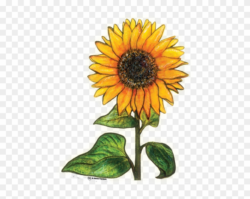 Paxgalaxy - Sunflower #273664