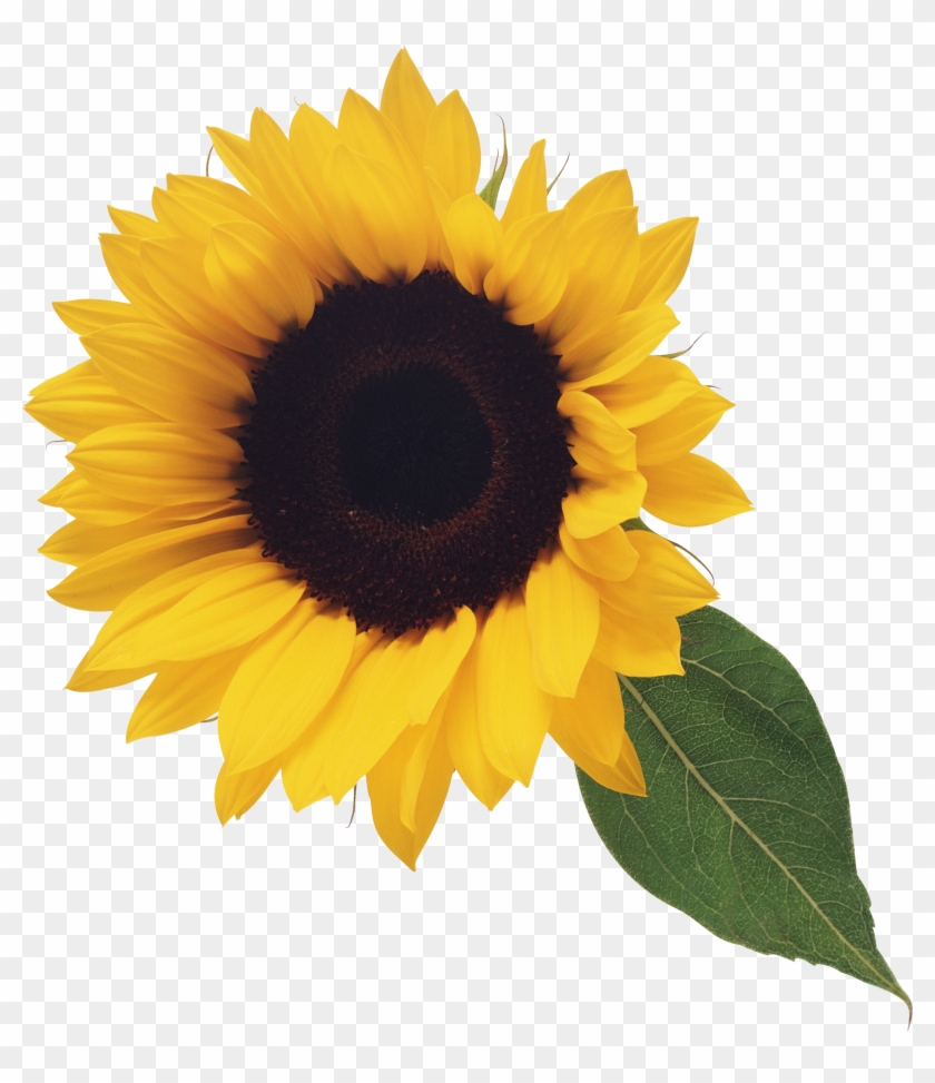 Sunflower Illustration Png Image - Sunflower Pngs #273720