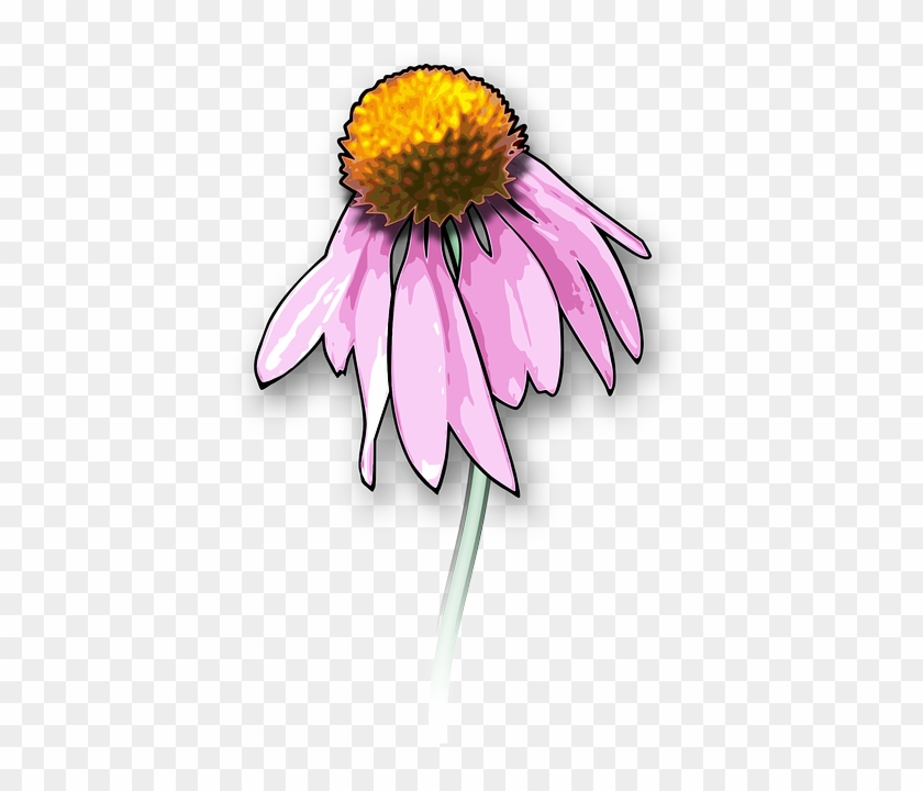 Echinacea - Draw A Dead Flower #273721
