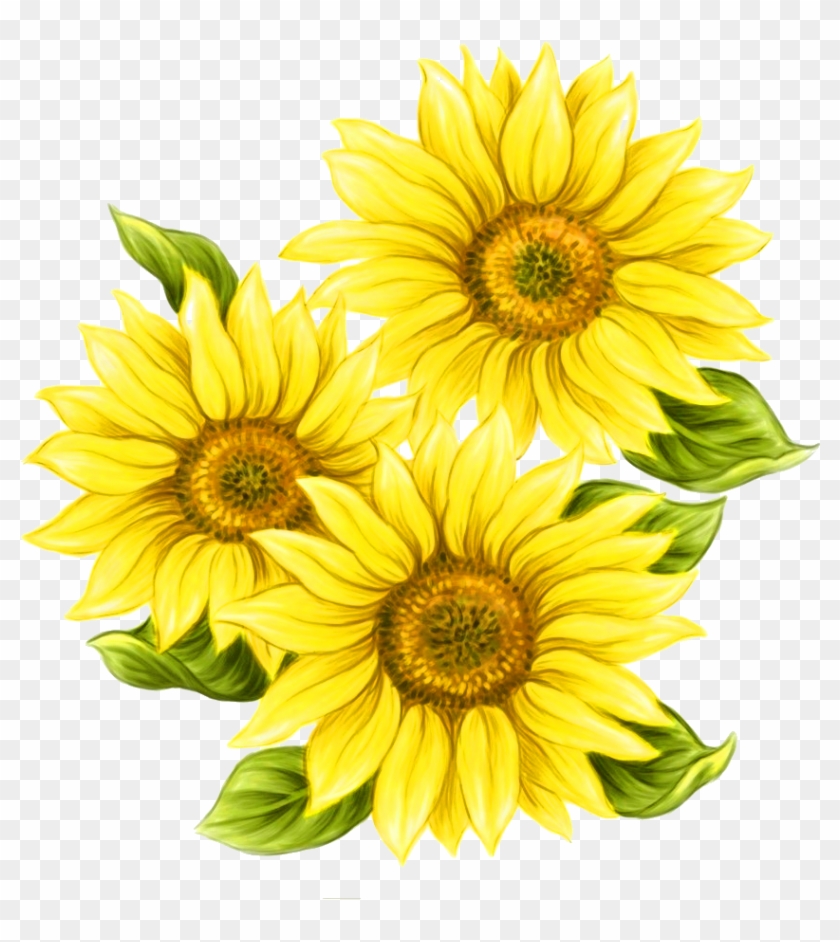 Watercolor Painting Common Sunflower - ภาพ วาด ดอก ทานตะวัน #273727