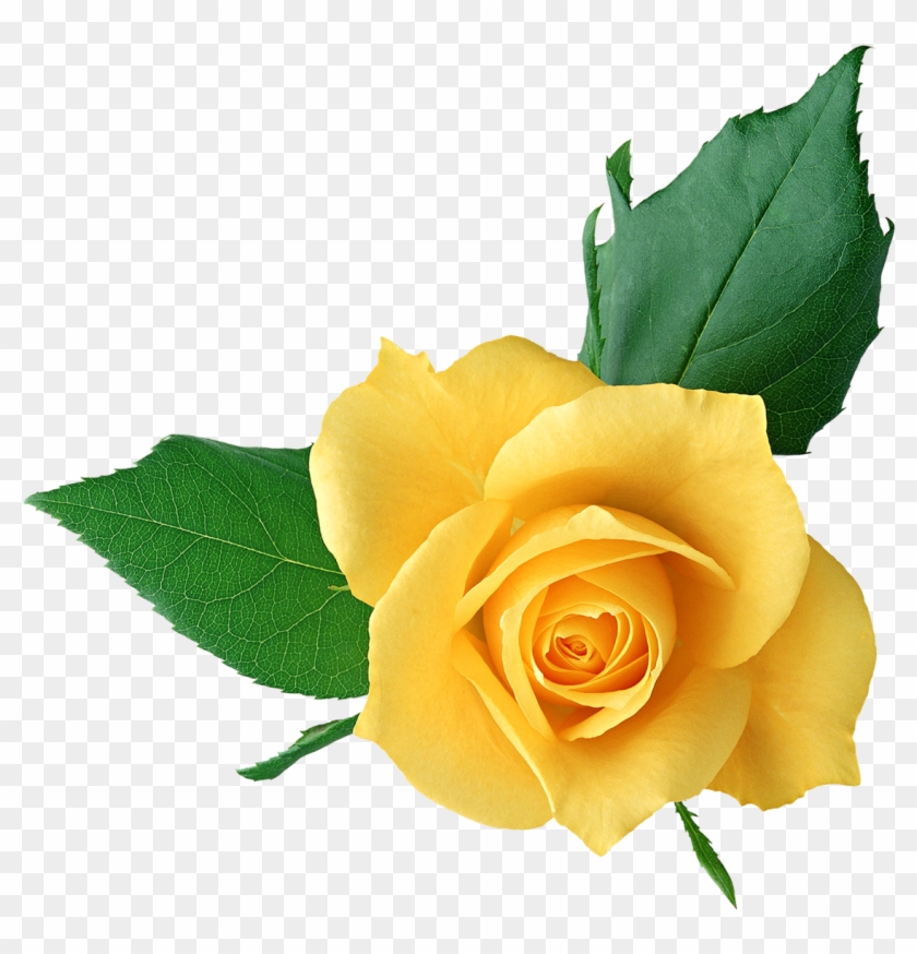 Yellow Rose Clip Art - Yellow Rose Full Hd #273921