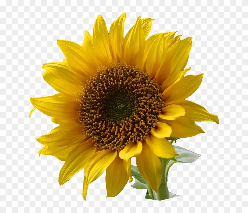 A Sunflower-edited - Flower With Transparent Background #273956