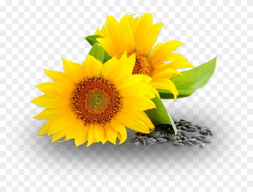Ceoco Produces High Quality Crude Sunflower Oil For - Vi-tae 100% Natural First Aid Spray - Relief For Minor #274022