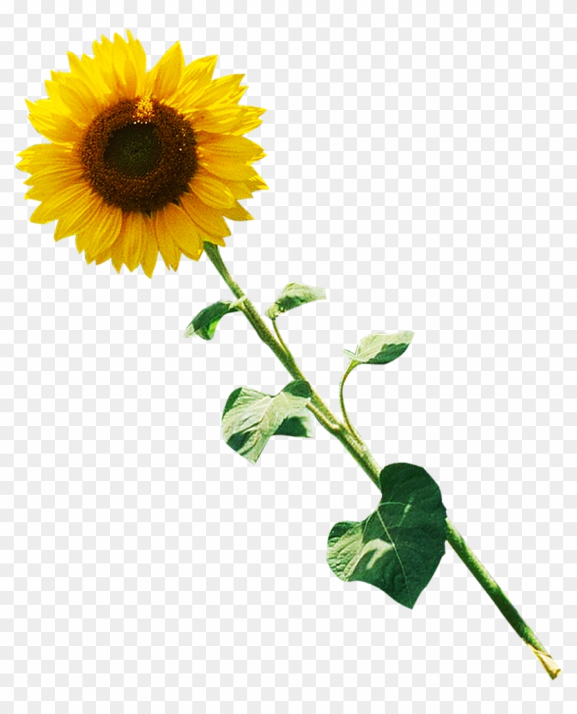 Common Sunflower Performance Photography - Common Sunflower Performance Photography #274080