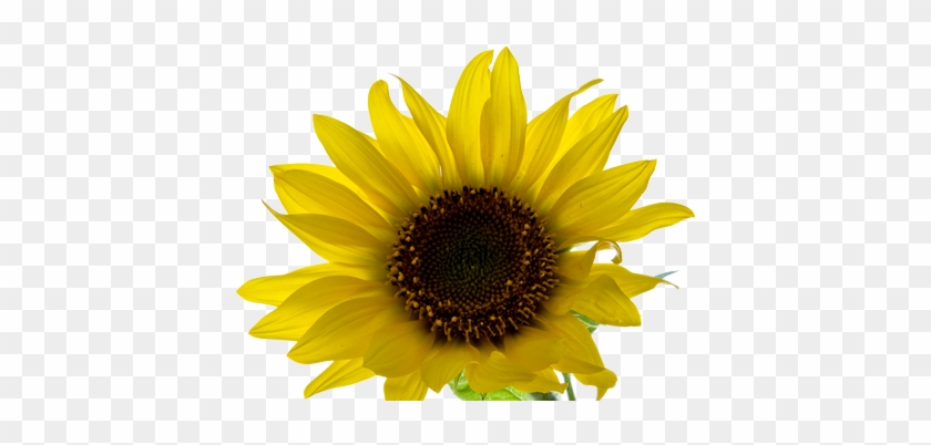 Aesthetic Yellow Flower Png #274160