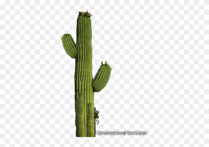 Cactus Png Images Transparent Free Download - Cactus Transparent #274250