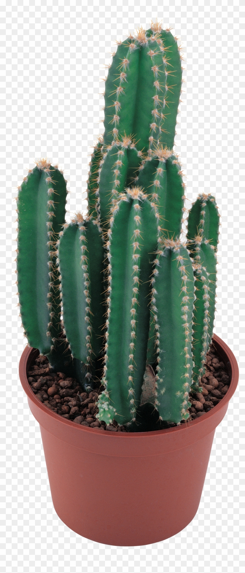 Cactus Pesquisa Google - Cactus Png #274257