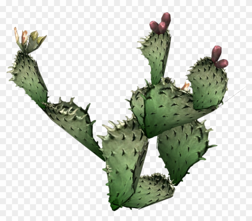 Desert Clipart Prickly Pear Cactus - Real Prickly Pear Cactus Clipart #274259