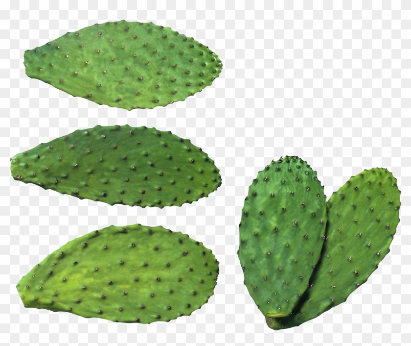 Cactus Png Image, Free Picture Cactus Download - All Type Cactus #274299