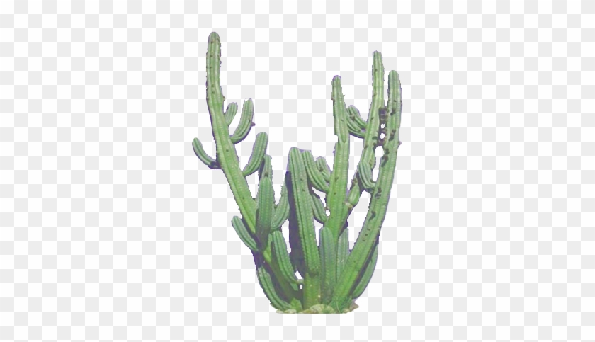 Cactus Clip Art Image - Transparent Tumblr Cactus #274301