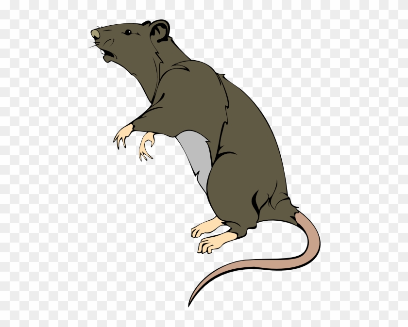 clipart rats