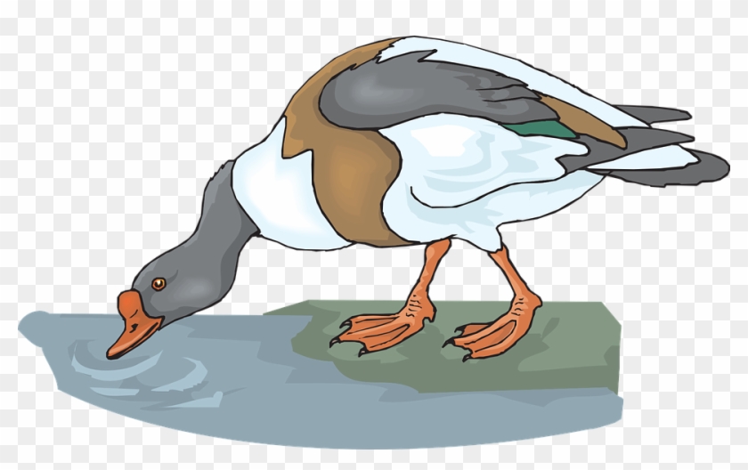 Duck, Water, Bird, Drinking, Feathers, Drink - Animal Drink Water Clipart - Free Transparent PNG Clipart Images Download Duck, Water, Bird, Drinking, Feathers, Drink - Animal Drink Water Clipart - Free Transparent PNG Clipart Images Download