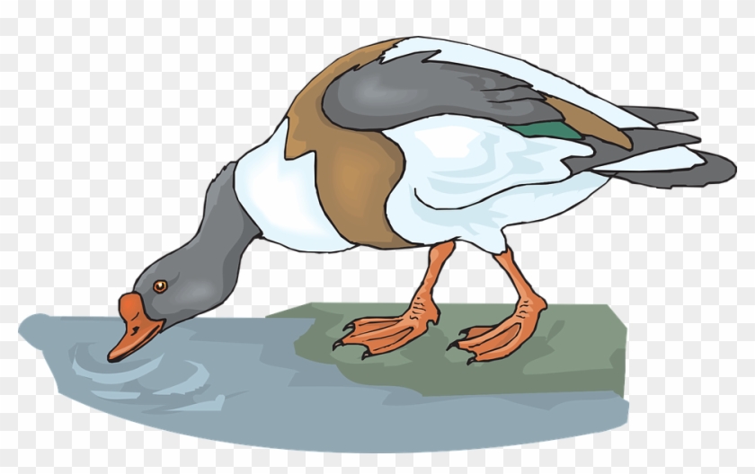 Duck, Water, Bird, Drinking, Feathers, Drink - Animal Drink Water Clipart #274395