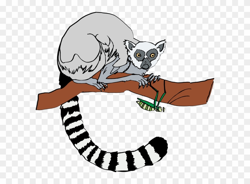 Lemur Clip Art - Ring Tailed Lemur Clip Art #274453