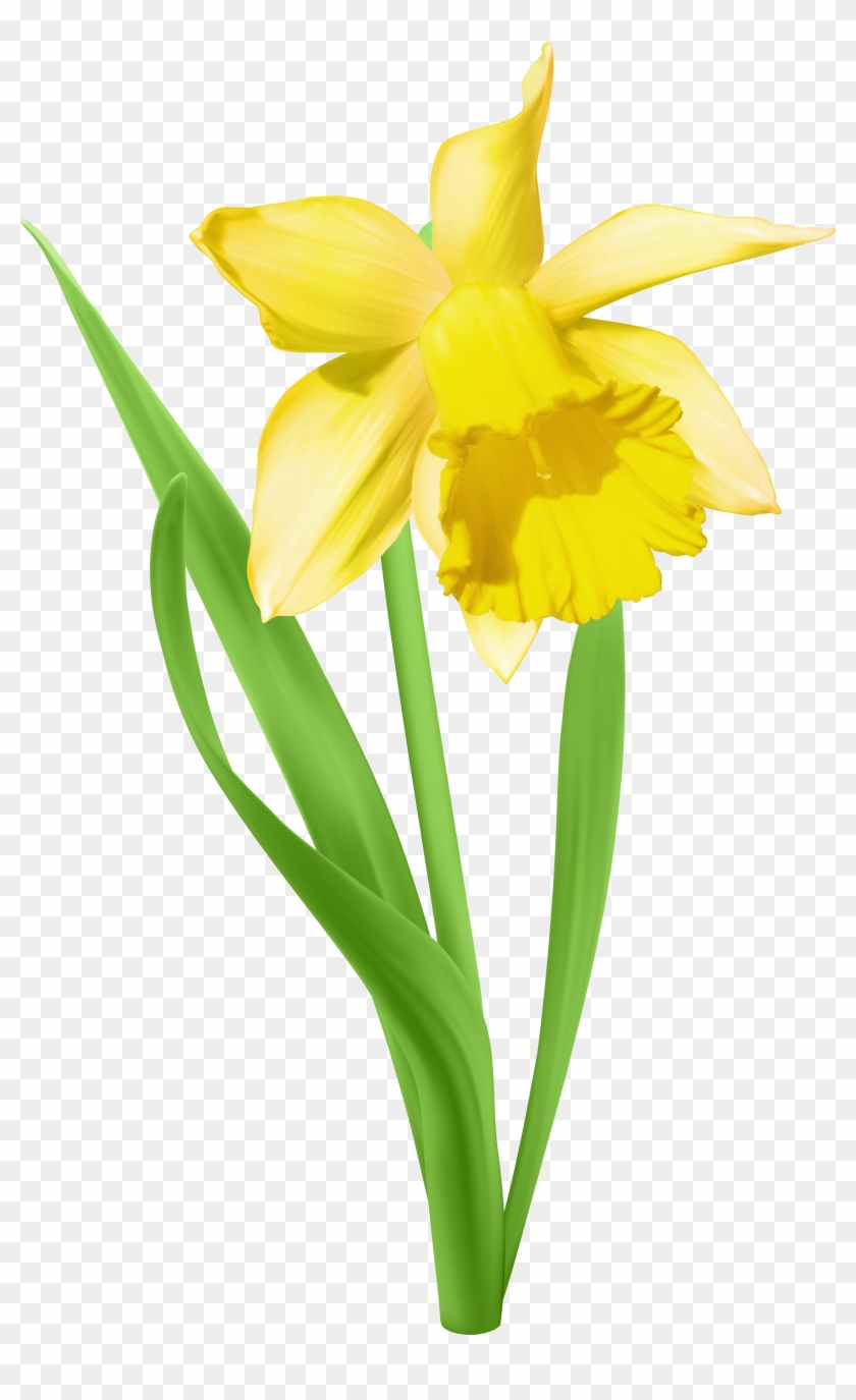 Daffodil Transparent Png Clip Art Image - Daffodil Transparent #274527