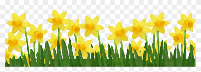Spring Flowers In Pots - Daffodils Png #274529