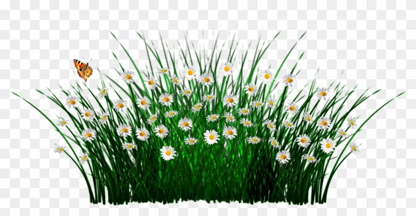 Free Spring Flower Clipart 18, - Camomile #274530