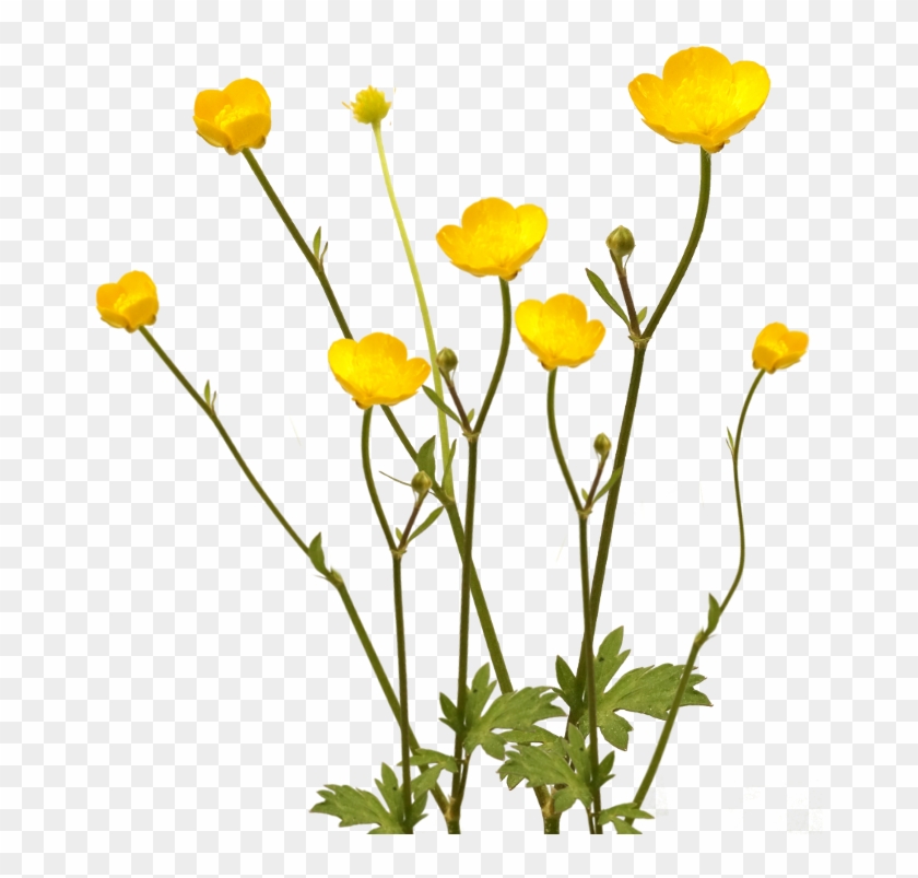 Mayflower Opengameartorg - Buttercup Flower Png #274678