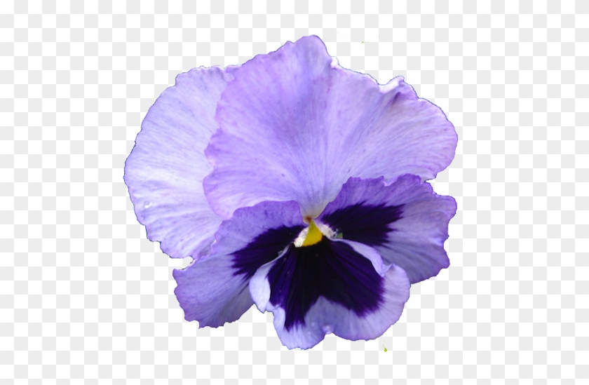 Realistic Clipart Purple - Flower Clip Art Realistic #274760