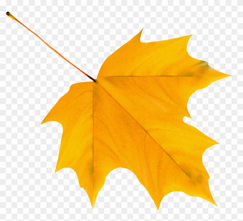 Foliage Clipart Yellow Leaf - Yellow Autumn Leaf Png #274839