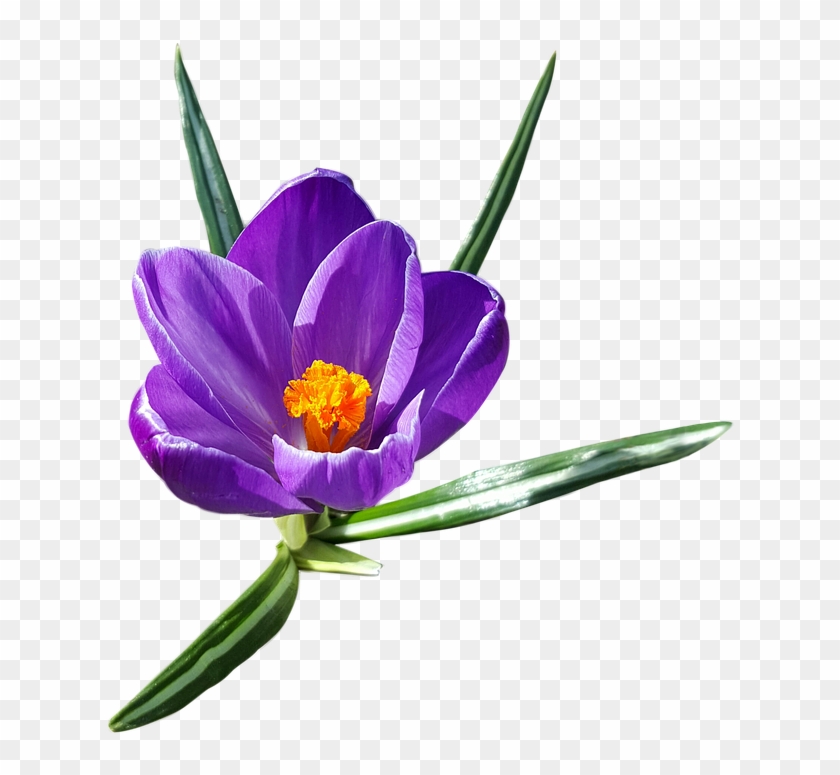 Crocus Transparent Background - Crocus Png #275154