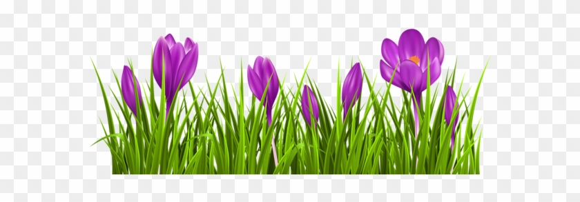 Transparent Crocus Grass Png Clipart Picture - Crocus Clipart #275183