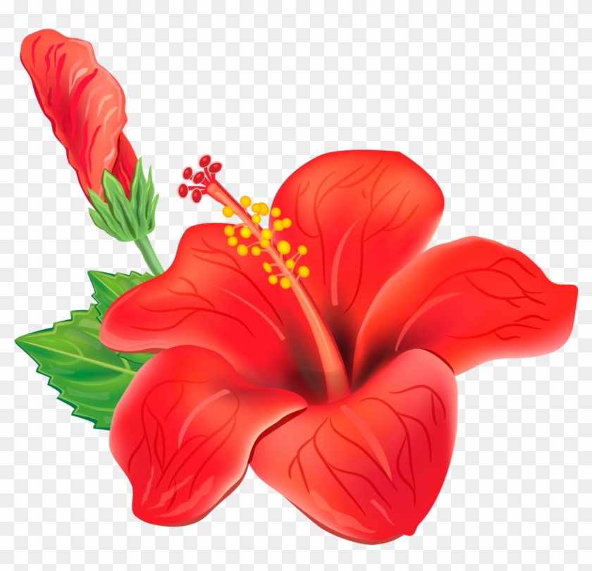 🌺beautiful🌺 Hibiscus Clipart Images Free Download - Hibiscus Vector #275246