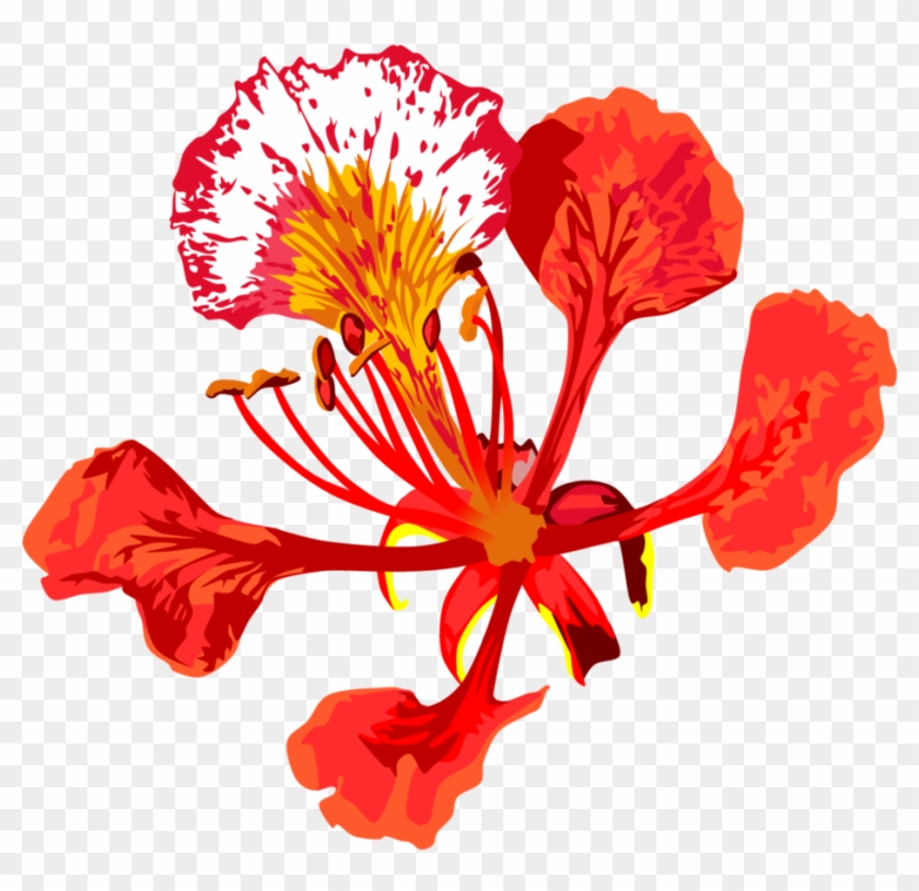 Poinciana Flower By Adamzt2 On Deviantart - Gulmohar Flower #275253