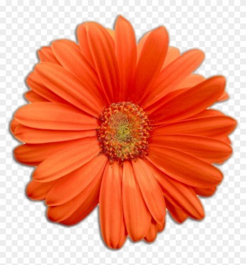 Flower - Flower - Free Transparent PNG Clipart Images Download