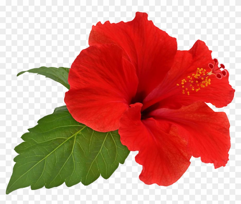 Hibiscus Flower Bloom By Hrtddy - Hibiscus Transparent #275372