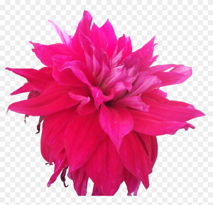 Pink Flower Pictures - Hot Pink Flowers Drawing #275378