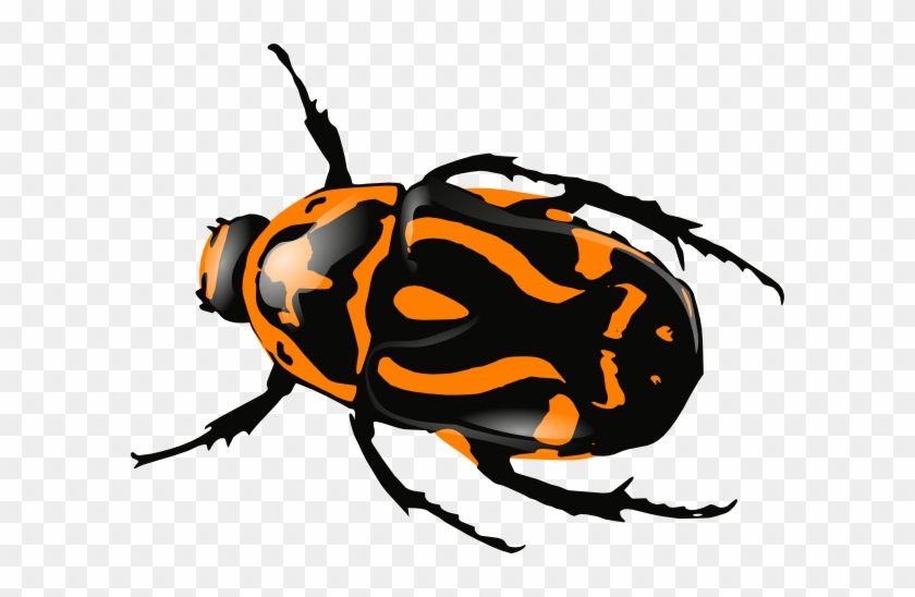 Orange Clipart Bug - Black And Red Beetle #275398