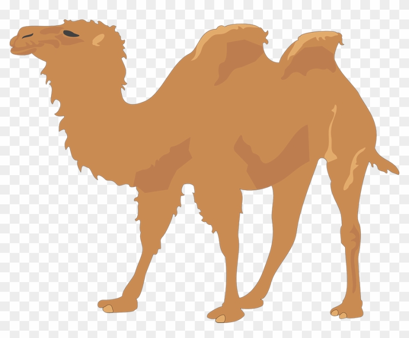 Camel Clip Art - Camel Vector Free #275482