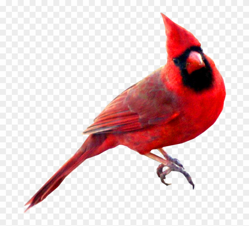 Cardinal Bird Clipart - Cardinal Bird Transparent Background #275641