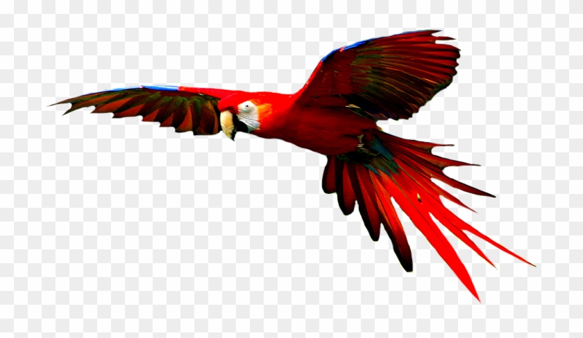 Colorful Birds Flying Clipart Download - Transparent Macaw Png #275671
