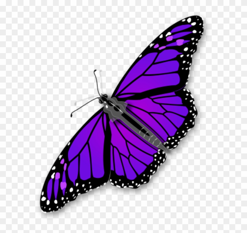 Butterfly Png White Clipart Transparent Background - Butterfly Clip Art #275769