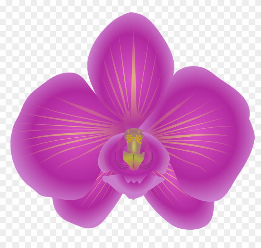 Free To Use & Public Domain Orchid Flower Clip - Orchid Clip Art #275815