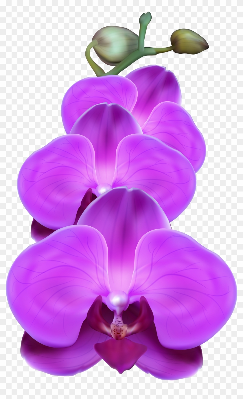 Purple Orchid Png Transparent Clip Art Image - Purple Orchid Clipart #275845