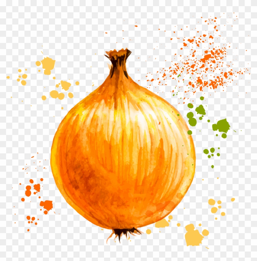 Onion Ring Vegetable Watercolor Painting - Vector Graphics #275878