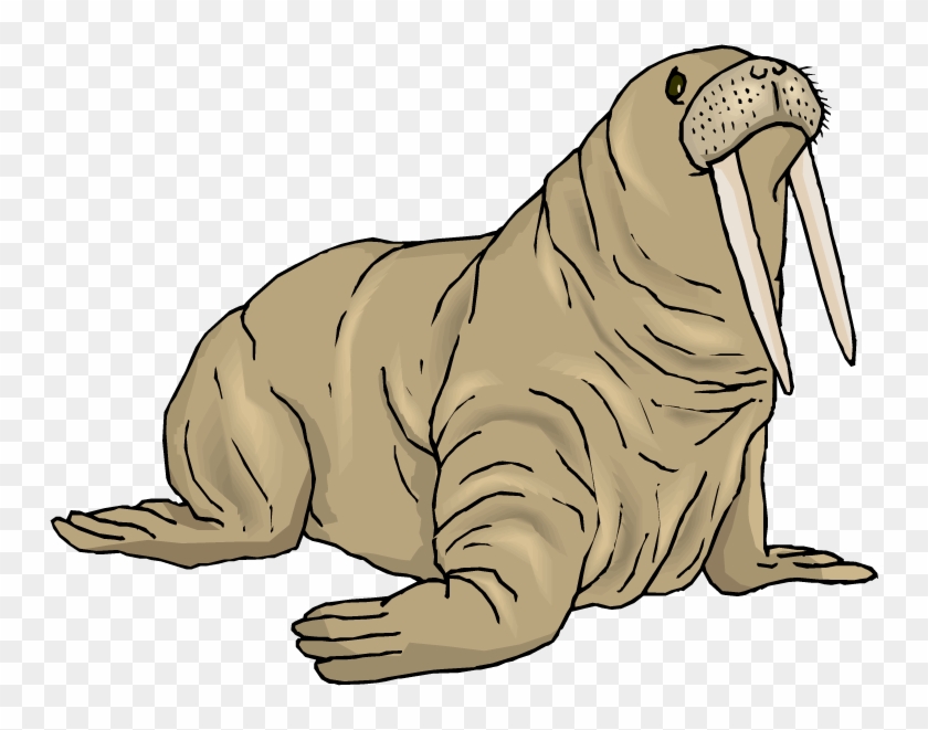 Leopard Seal Clipart Walrus - Walrus Clipart #276034