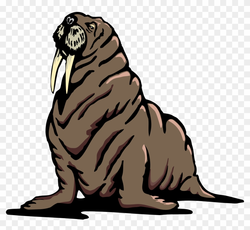 Walrus Clip Art - Tuleň Png #276040