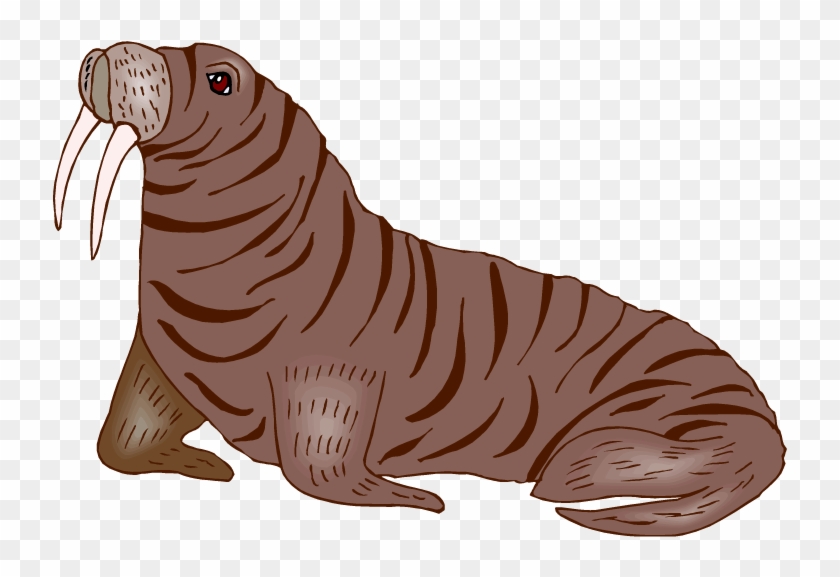 Walrus Clipart - Walrus Png #276069