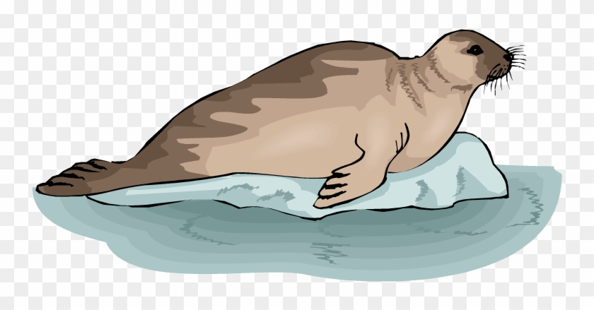 Sea Lion Clipart Water Animal - Free Clipart Of Seals #276132