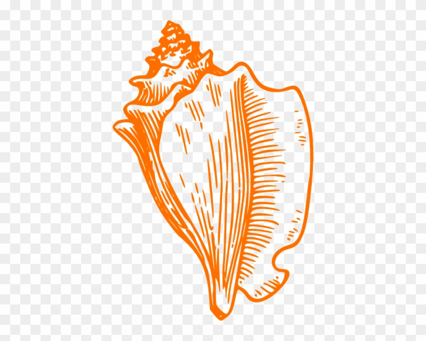 Sea Lion Clip Art - Clip Art Conch Shell #276169