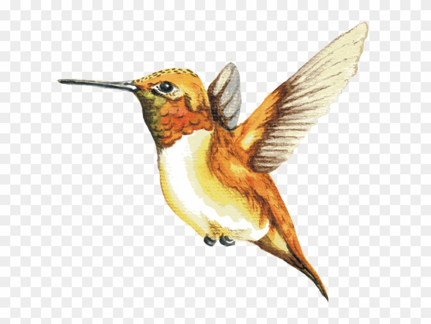 Image Of A Rufous Hummingbird - Rufous Hummingbird #276170