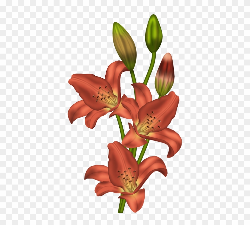 Orange Lilium Clipart - Clip Art Flower Stargazer #276220